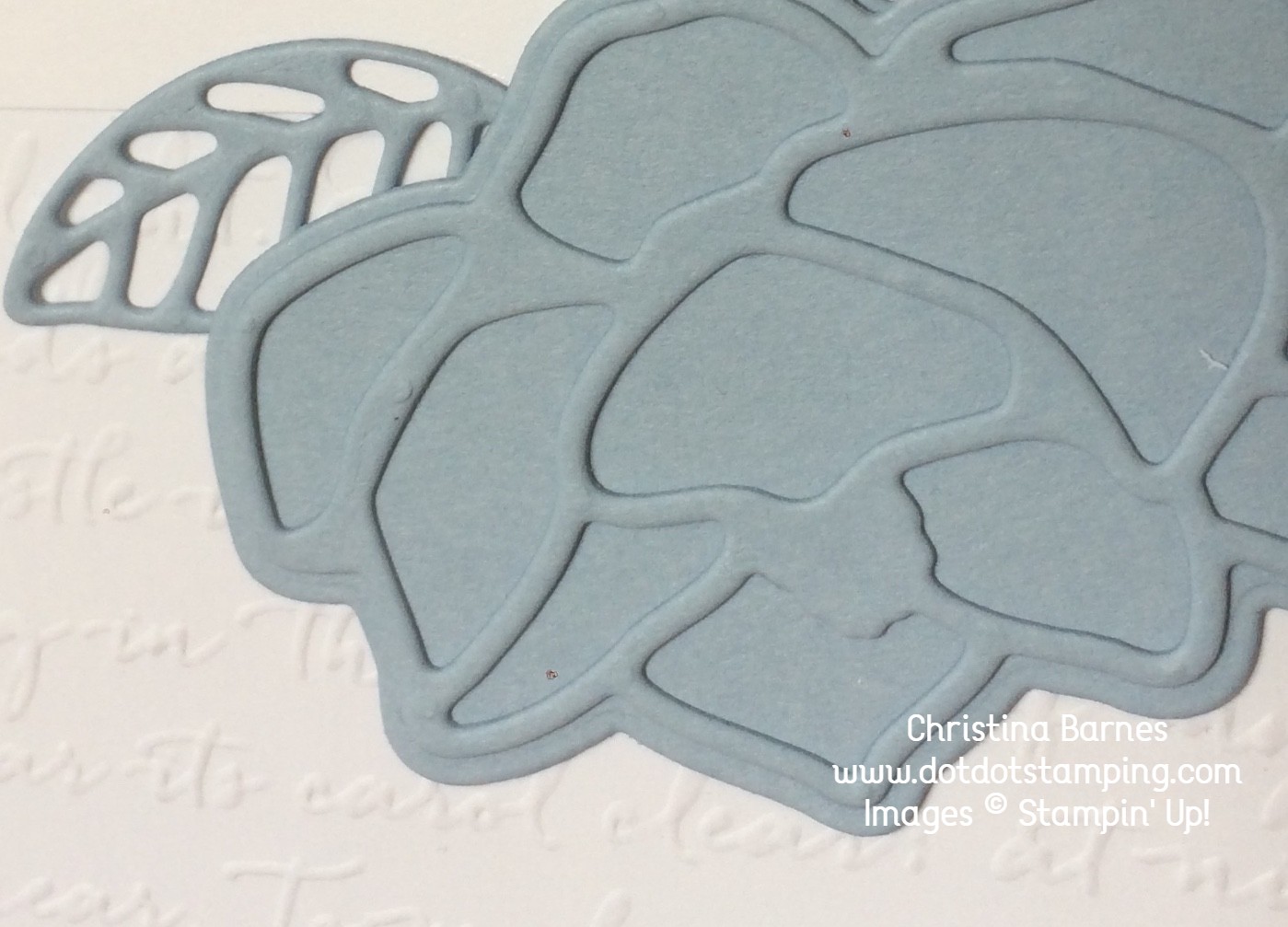 Magnolia Dies close up